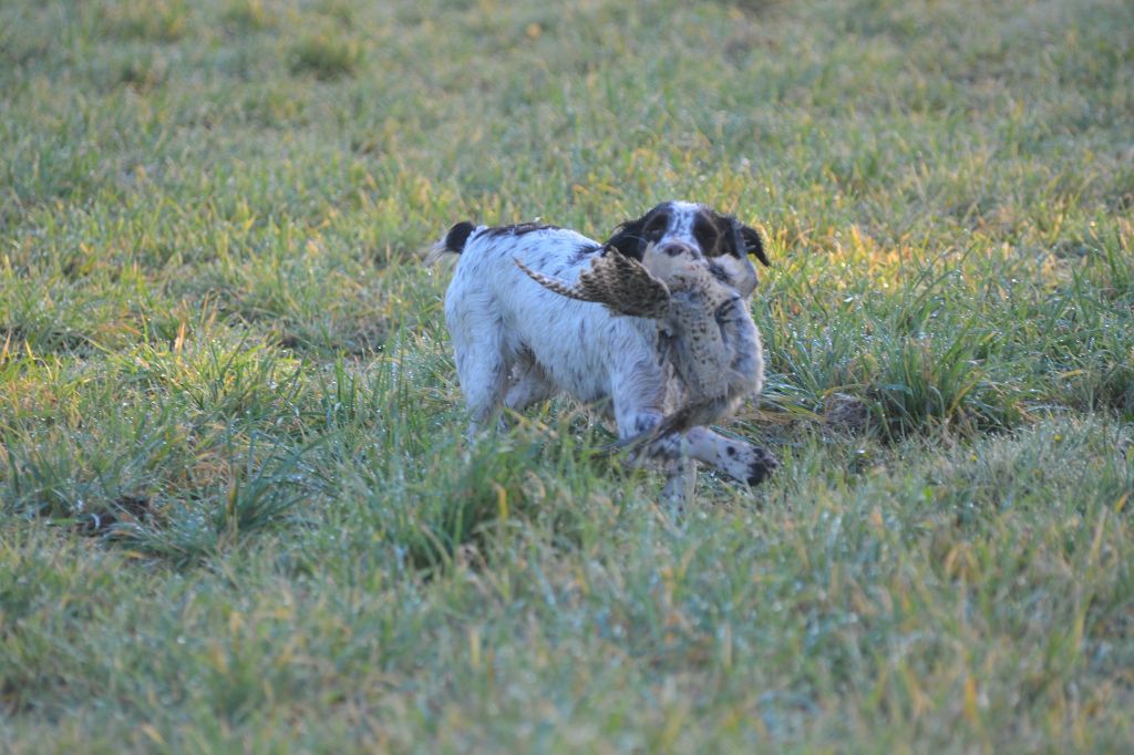 TR. Plume Du Domaine Du Springer