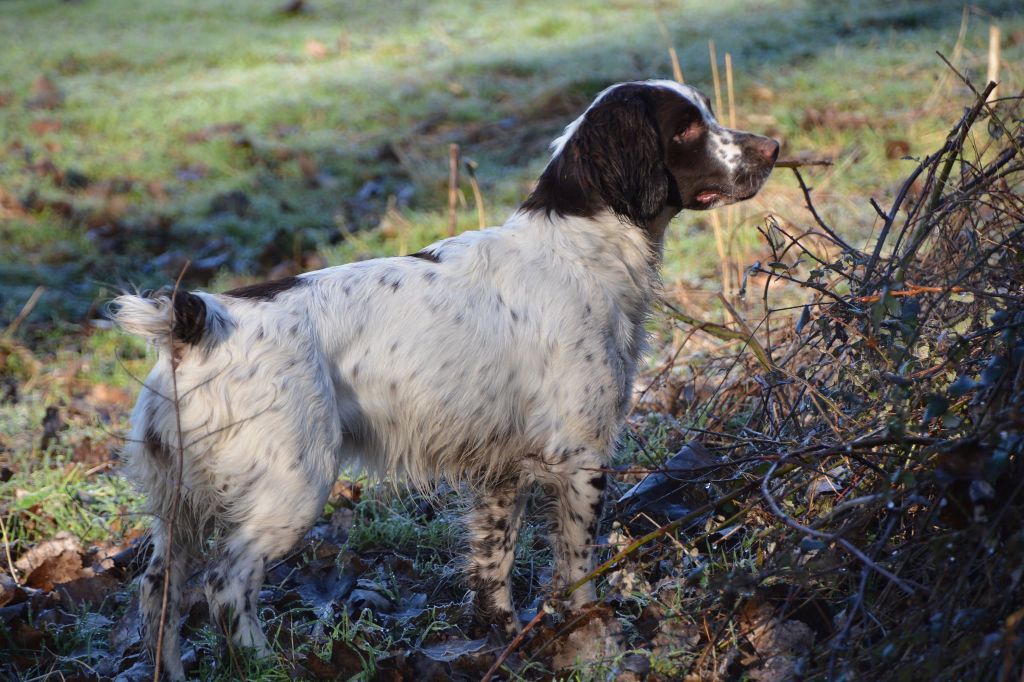 TR. Plume Du Domaine Du Springer