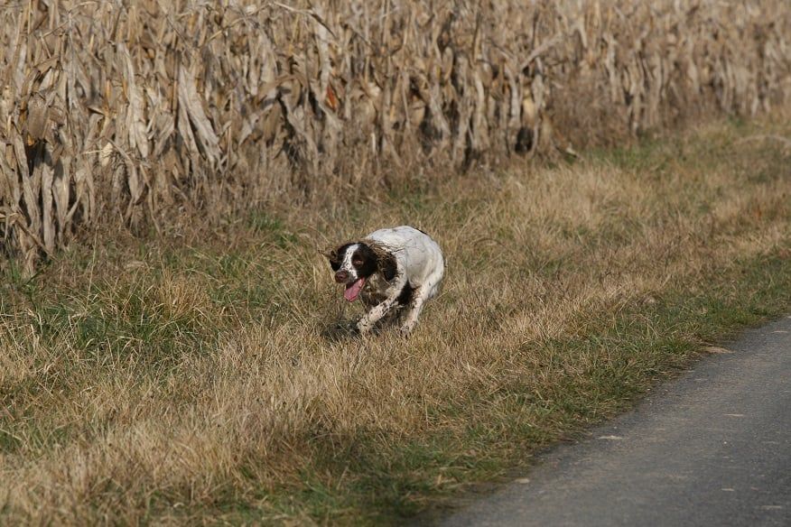 TR. Plume Du Domaine Du Springer