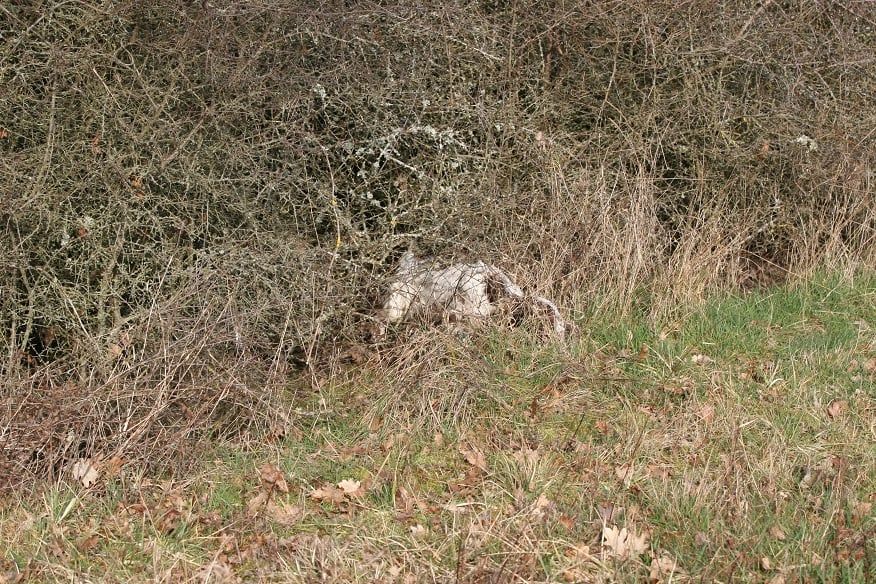 TR. Plume Du Domaine Du Springer