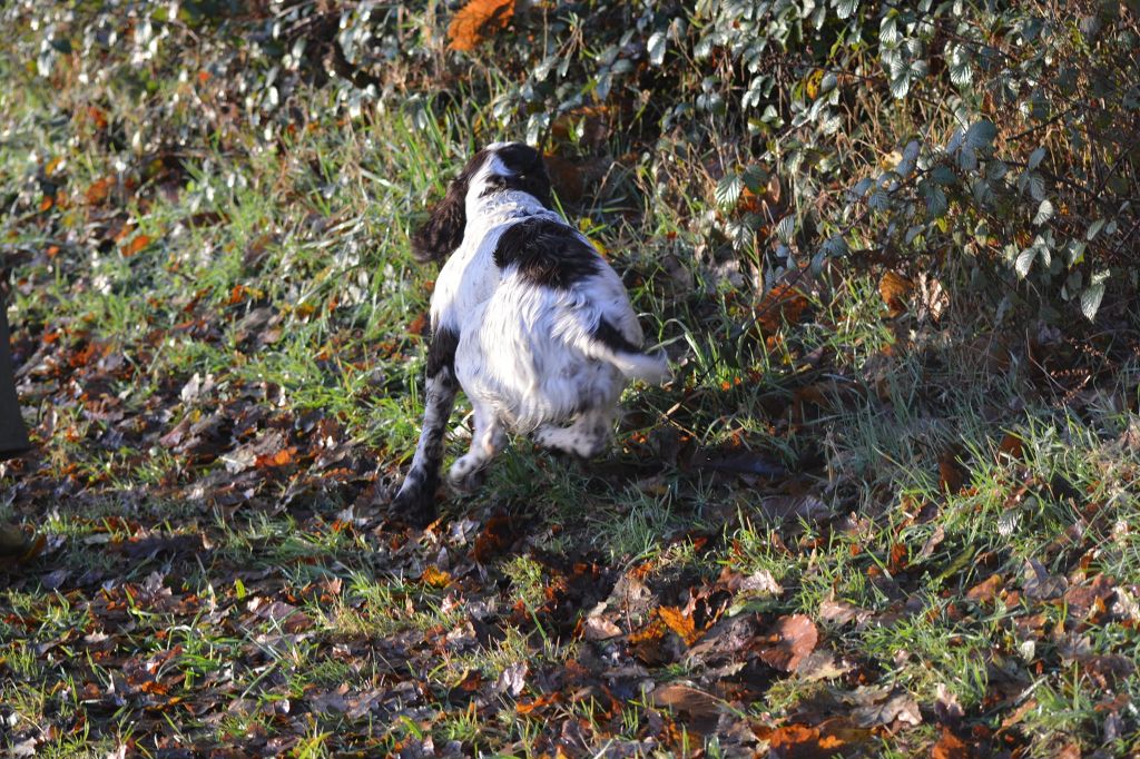 TR. Plume Du Domaine Du Springer