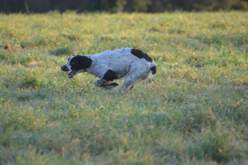 TR. Plume Du Domaine Du Springer