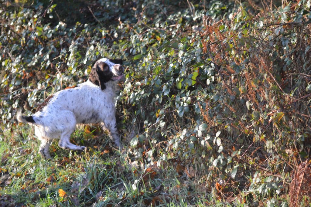 TR. Plume Du Domaine Du Springer