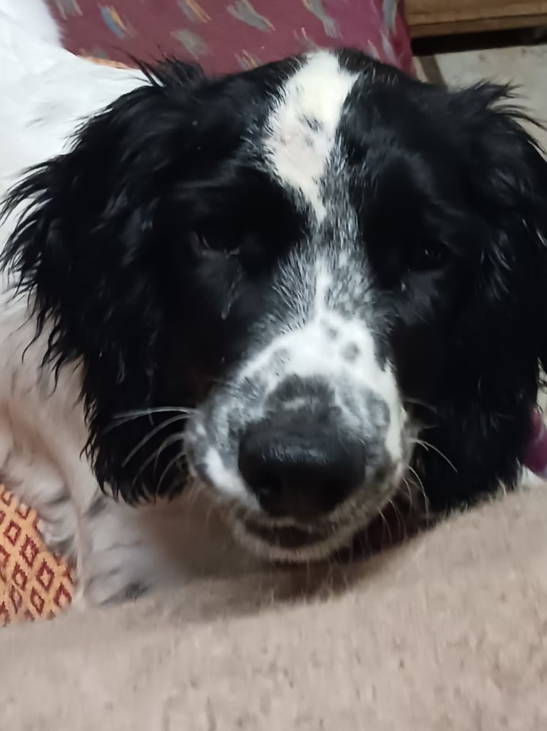 Athena Du Domaine Du Springer