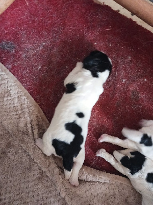 CHIOT 1