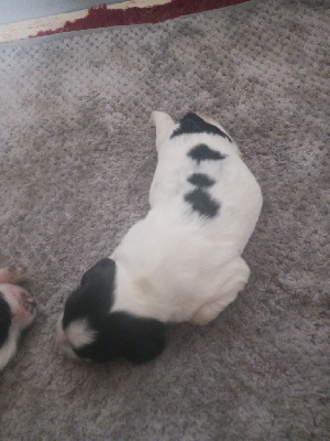 CHIOT 2