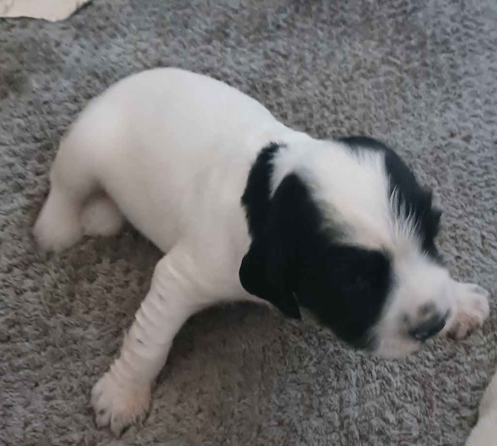 Du Domaine Du Springer - Chiots disponibles - English Springer Spaniel